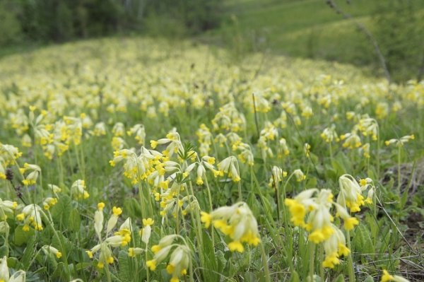 Лекарственные растения названия