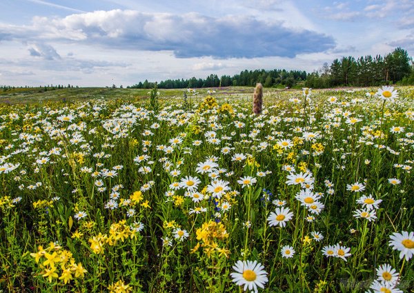 Подснежник Сибирский прострел