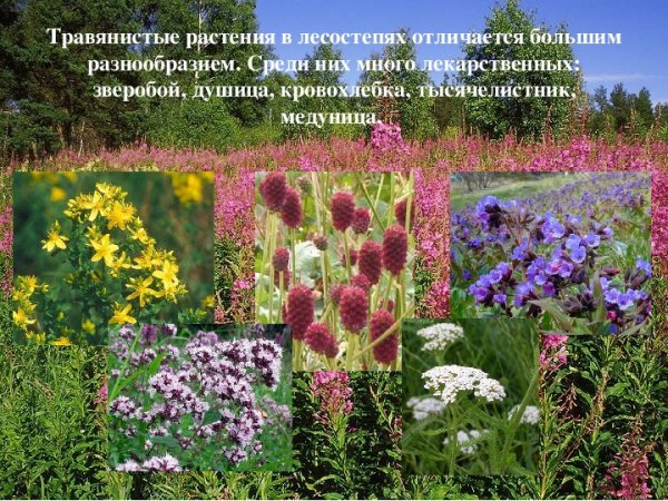 Красная книга Татарстана купальница