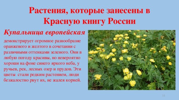 Луговые растения Чувашии