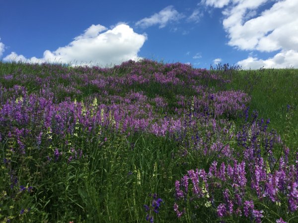 Цветы на чувашском