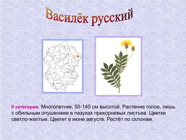 Зверобой красная книга