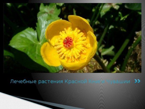 Дикорастущие травянистые растения Краснодарского края