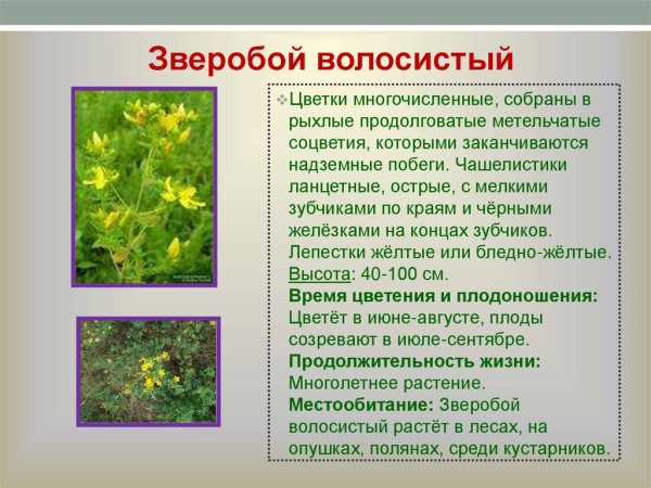 Полынь цикорий