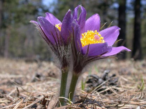 Растения Чувашской Республики