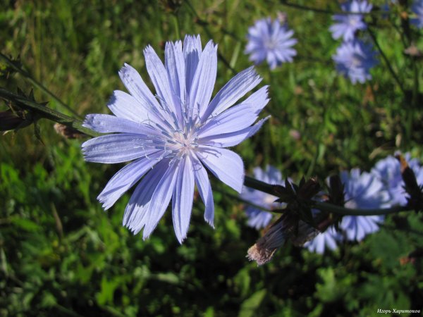 Полевая метельчатая трава