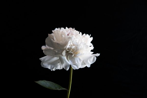 White Peony Wallpaper пион