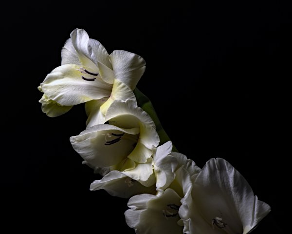 Гладиолус Блэк энд Уайт