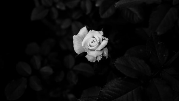 Черно белое фото