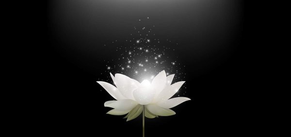 Белые цветы на черном фоне