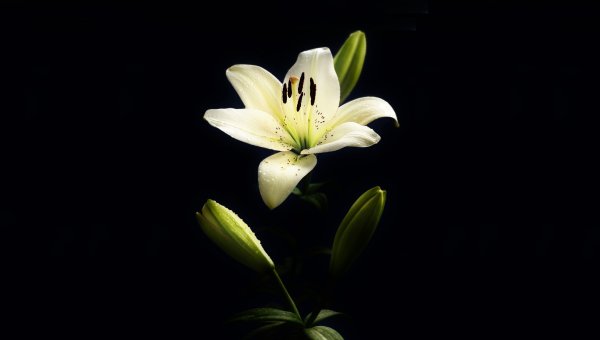 Фаленопсис танго