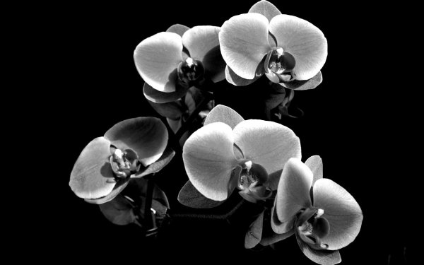 Цветы на черном фоне