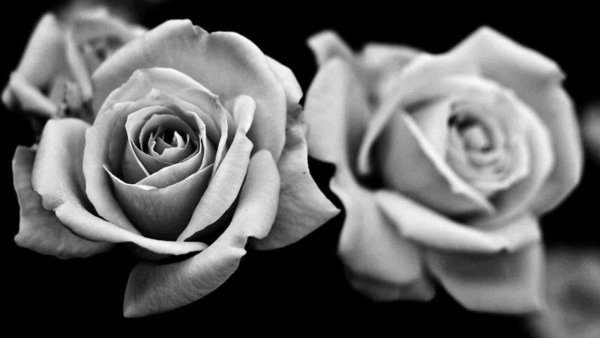 Мелкие цветочки на черном фоне