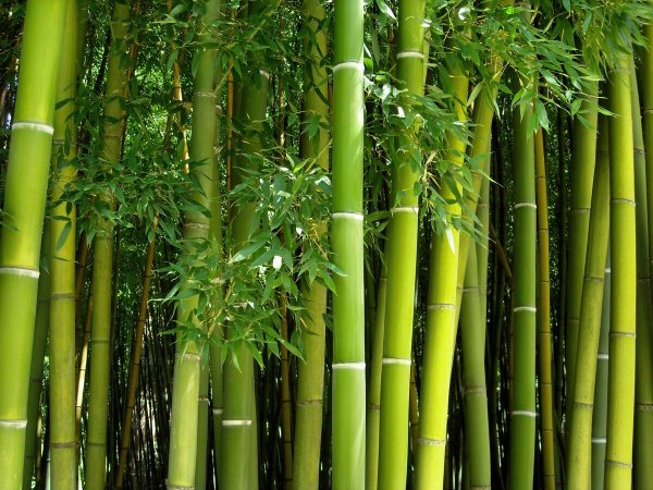 Японский бамбук Мадаке