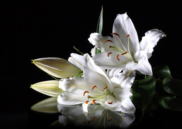 Белая роза на черном фоне