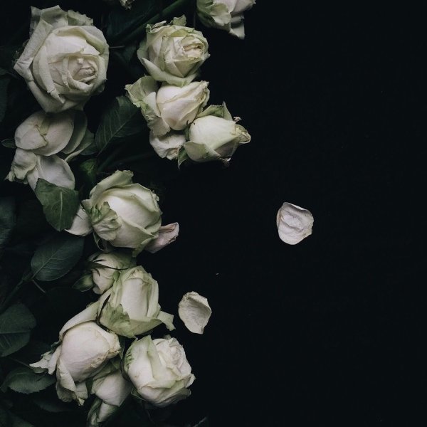 Белая Лилия на сером фоне