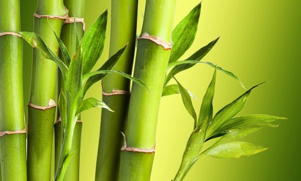 Бамбуковые побеги