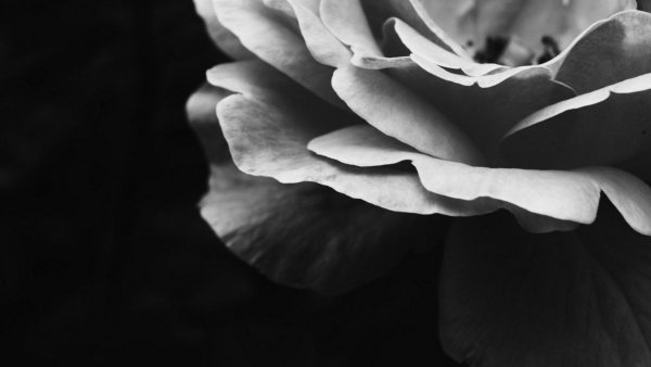 Черно-белый цветок