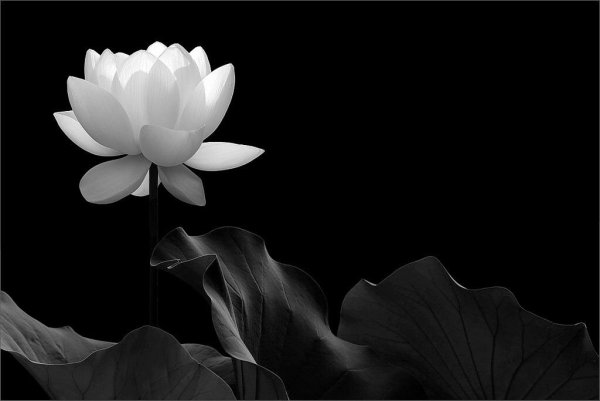 Черные обои