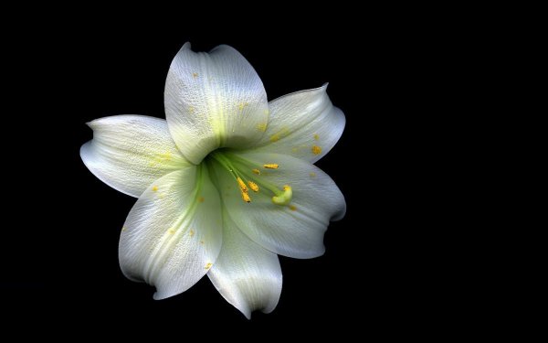 Пионы на рабочий стол