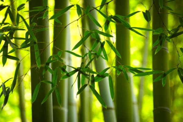 Бамбук Моника