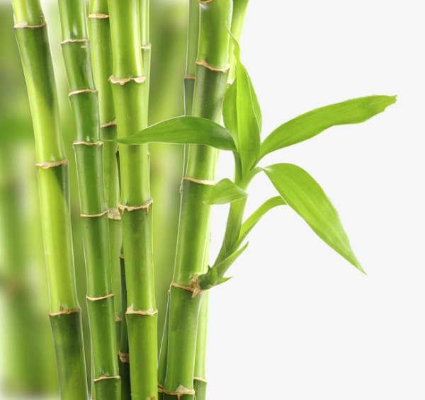 Бамбук Melocanna baciffera