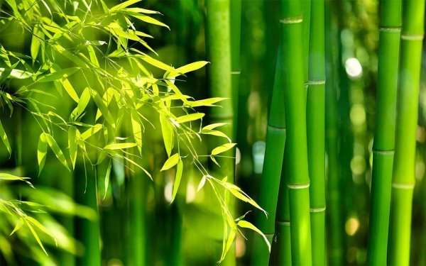 Бамбук Незуко