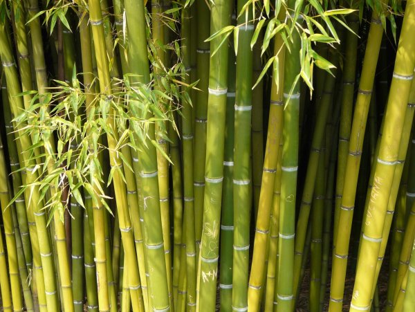 Родина бамбука