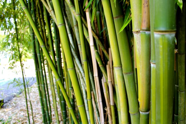 Амазонский бамбук