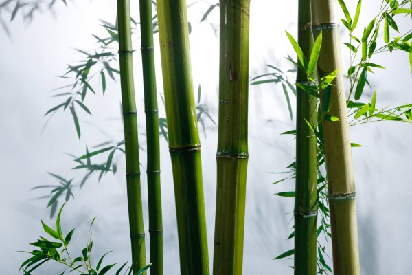 Амазонский бамбук