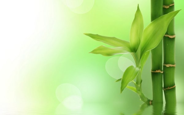 Психологическое здоровье педагога