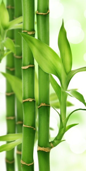 Бамбук ханенеро