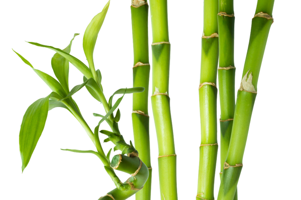 Северный бамбук растение