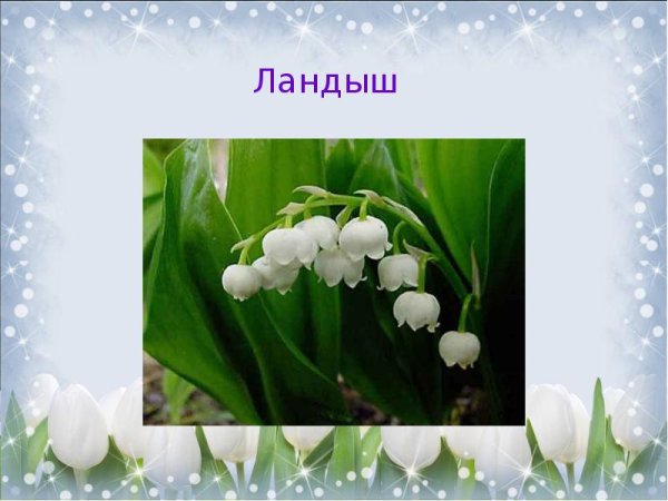 Первоцветы для детей дошкольного возраста