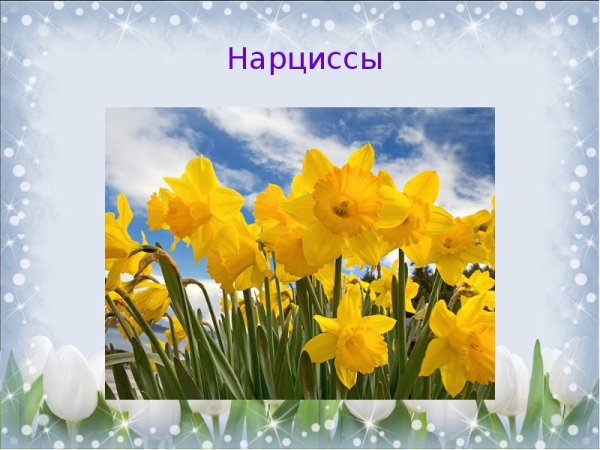 Нарцисс презентация