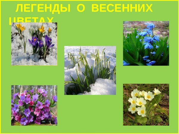 Весенних цветах