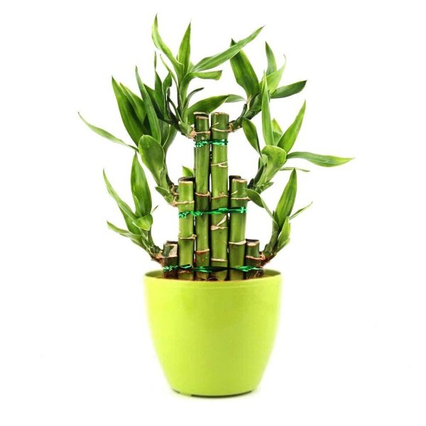 Драцена Сандера в гидрогеле