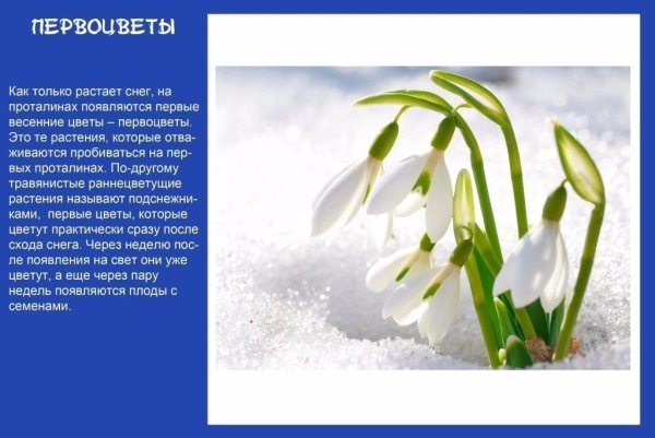 Сообщение о первоцветах 2 класс окружающий мир