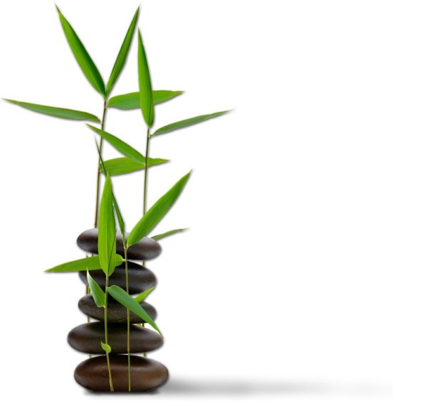 Бамбук на белом фоне