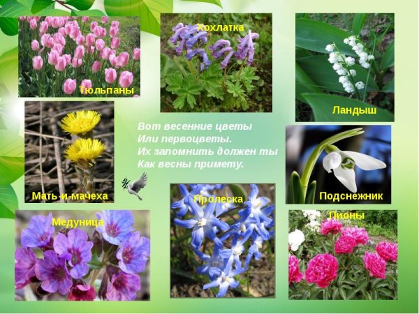 Презентация на тему первые весенние цветы