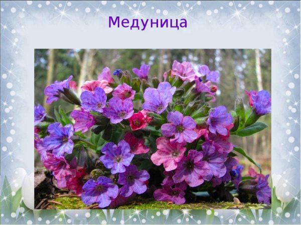 Первоцветы с подписью