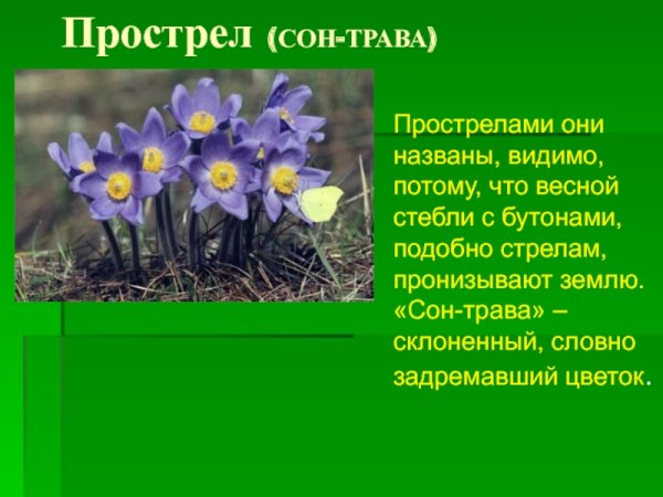 Примула первоцвет през