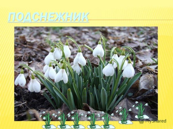 Весенние цветы названия
