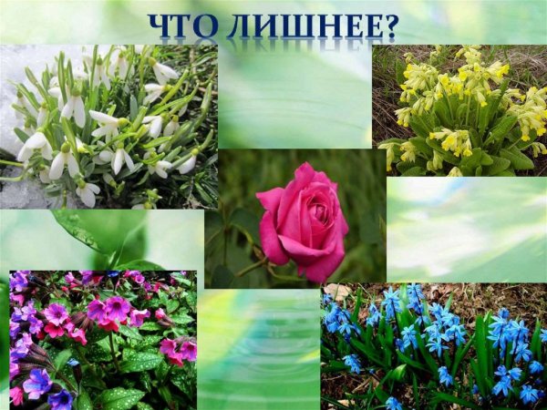 Первоцветы четвертый лишний