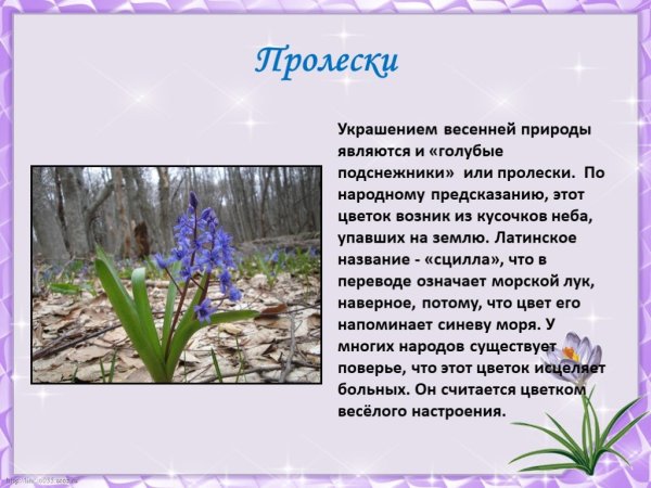 Легенда о цветке пролеска