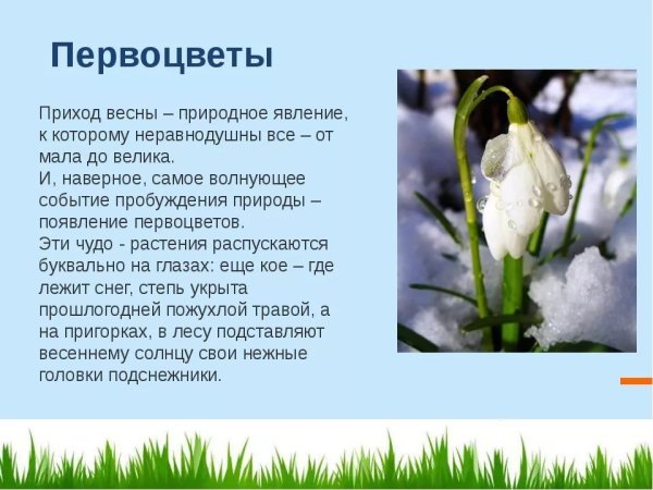 Рассказ о первоцветах