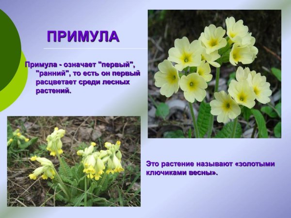 Примула первоцвет през