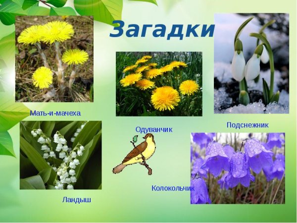 Подснежники, одуванчики, мать и мачеха, Ландыши.