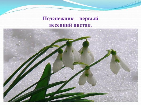 Подснежник названием для детей
