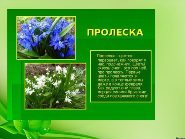 Пролеска сообщение 2 класс